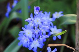 'Plants close-up.' by Capture the Moment 010