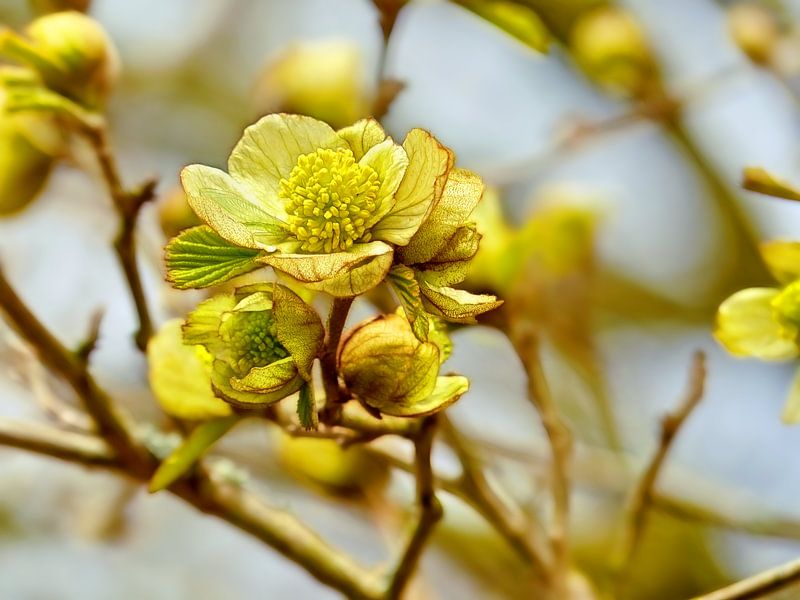 Yellow dogwood (Cornus Mas) by Caroline Lichthart