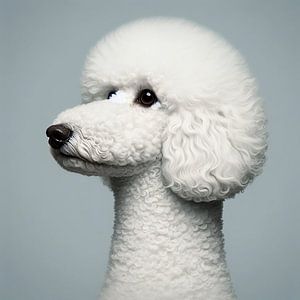portrait d'un caniche blanc