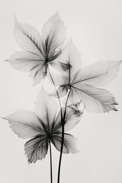 Transparent Botanic No 5 by Treechild