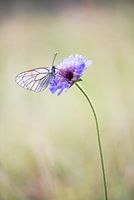 Greater veined white