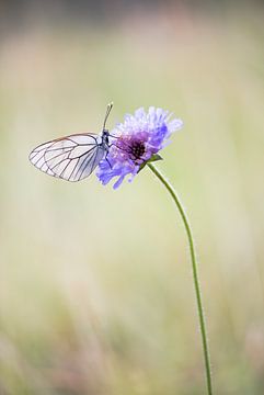 Greater veined white by Willem Louman