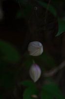 Stille Entfaltung