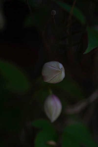Stille Entfaltung von Photo_Minuscule