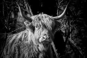 Schottischer Highlander (schwarz und weiß)