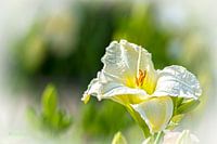 Witte Lelie