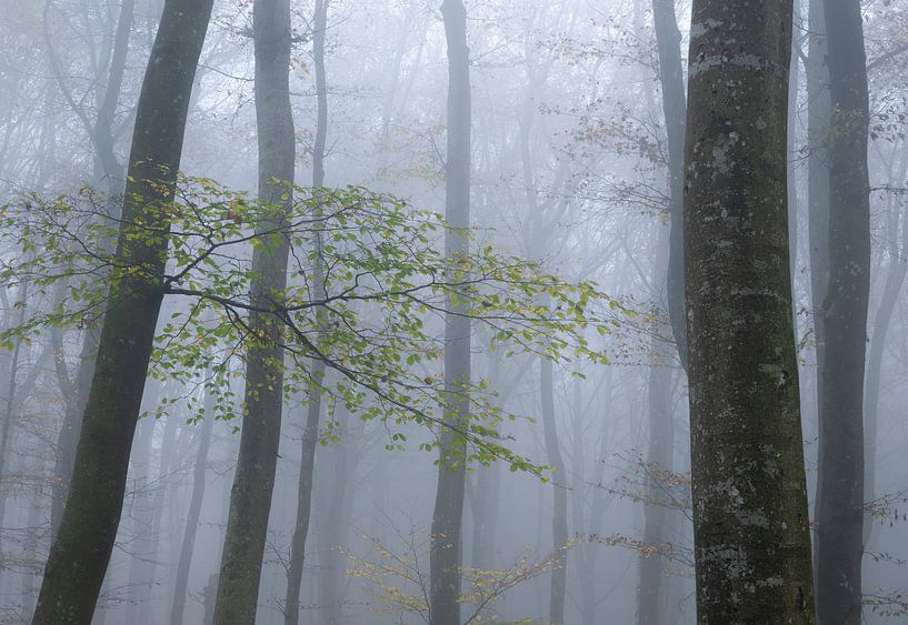 Buchenwald von Anselm Ziegler Photography