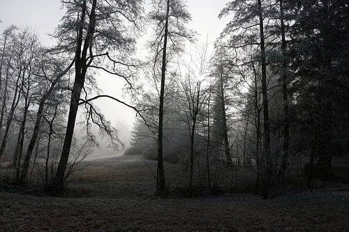 Winterlicht zwischen den Bäumen