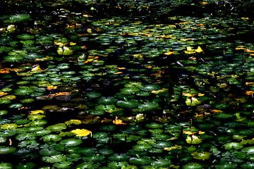 POND 7 by Miroslav Ptacek