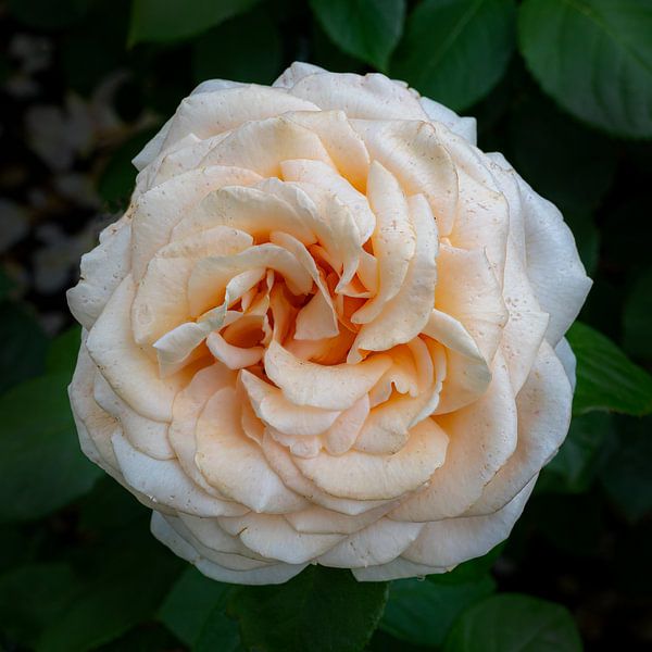 Oranje-witte Roos van Michel Groen