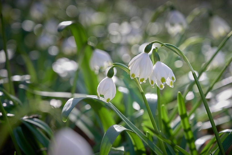 Snowflake flowers in the meadows by Keith Wilson Photography