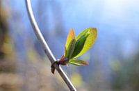 lente 2015 in Wassenaar (Nederland)