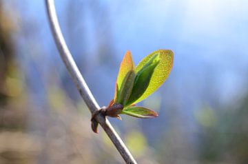 Spring in Wassenaar (Holland) sur Lillianne Grootens