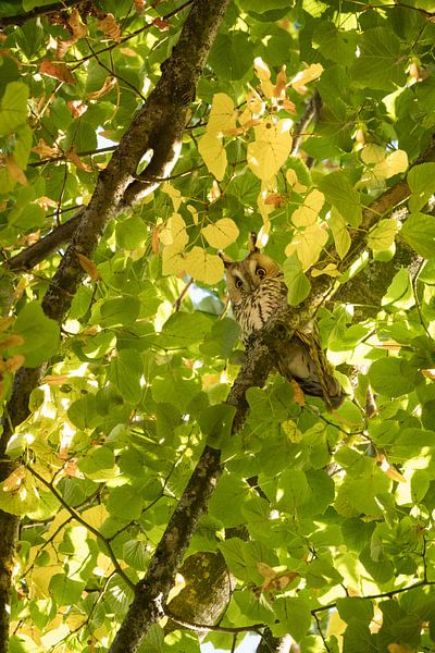 Long-eared owl (Asio otus). by Moetwil en van Dijk - Fotografie