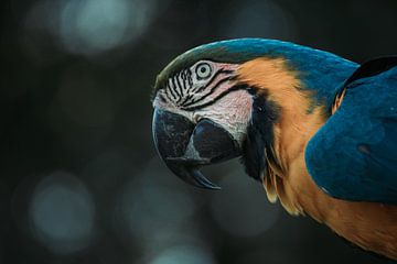 Blauwgele Ara (Papegaai) van Pepijn van der Putten