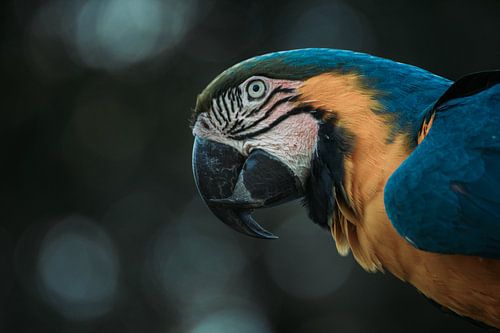 Blauwgele Ara (Papegaai)
