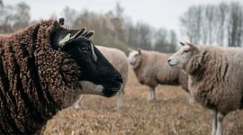 Blick in die Ferne von Amber Peeters