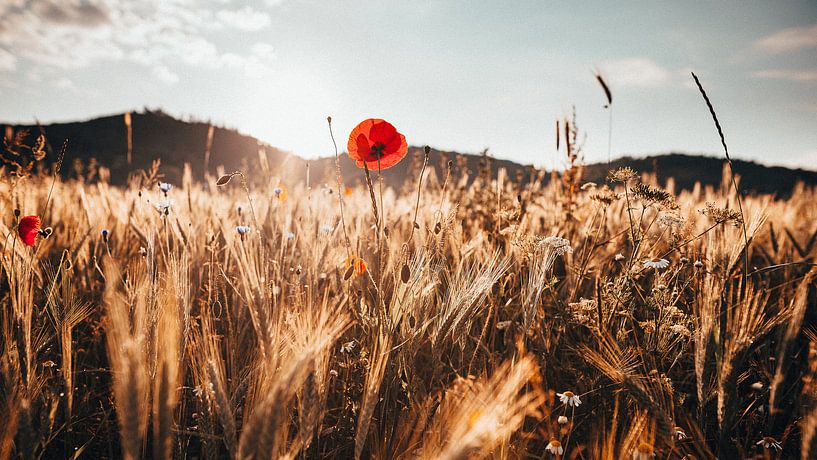 Mohnblume in einem Feld im Thüringer Wald von Denny Lerch
