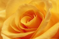 Gelbe Rose von LHJB Photography Miniaturansicht