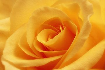 Yellow rose by LHJB Photography