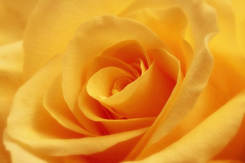 Gele roos van LHJB Photography