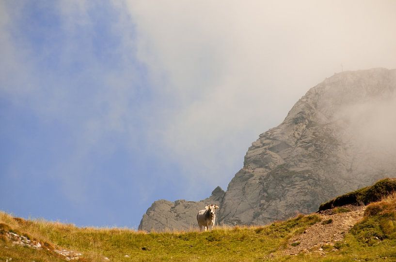 The Cloud Cow by Peter Baier