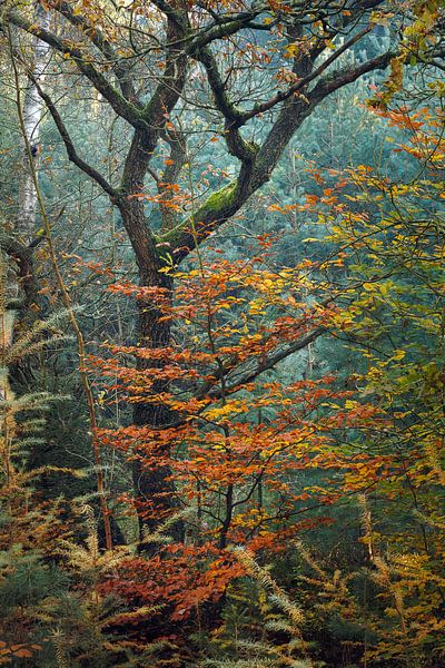 Dancing in autumn von Thijs Kupers