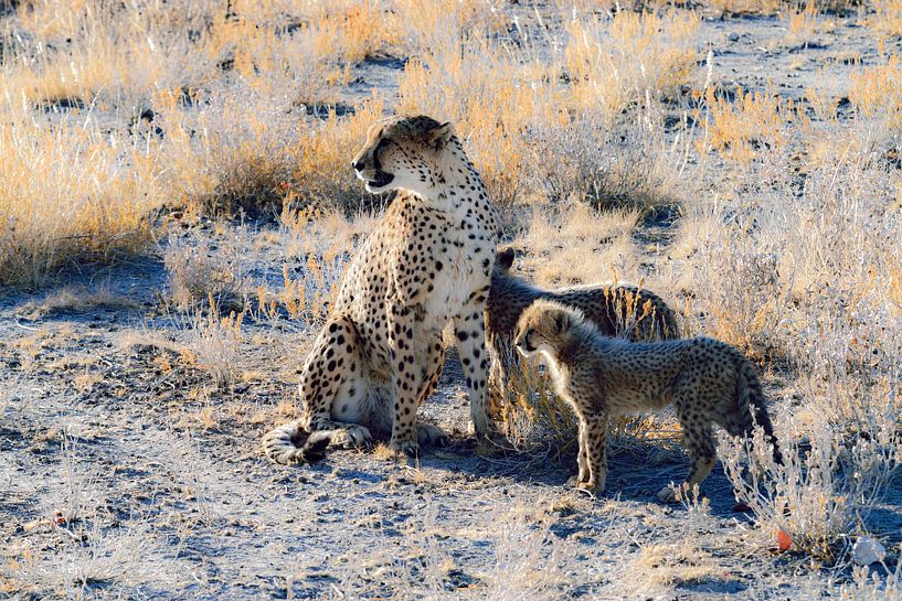 Cheetah (Jachtluipaard) in Nambië van Merijn Loch
