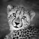 Bildnis eines Geparden von Frans Lemmens Miniaturansicht