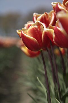 Rood gele Tulpen op Goeree Overflakkee van desley Rigter