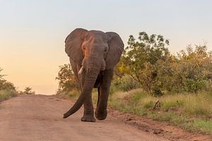 Erwachsener, afrikanischer Elefant