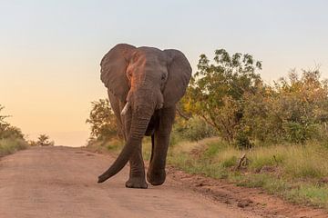 Volwassen, Afrikaanse olifant van Dennis Eckert