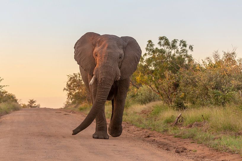 Adulte, éléphant d'Afrique par Dennis Eckert