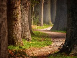 Le Boomberg à Hilversum