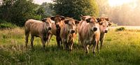 Zomeravond met koeien van Harry van Rhoon thumbnail