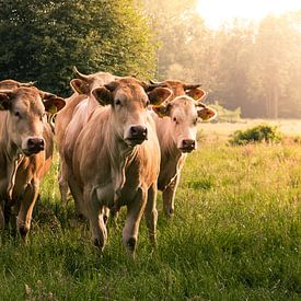 Soirée d'été avec les vaches sur Harry van Rhoon