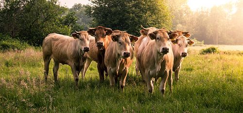 Zomeravond met koeien