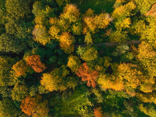 Herfstbos met kleurrijke bladeren van bovenaf gezien