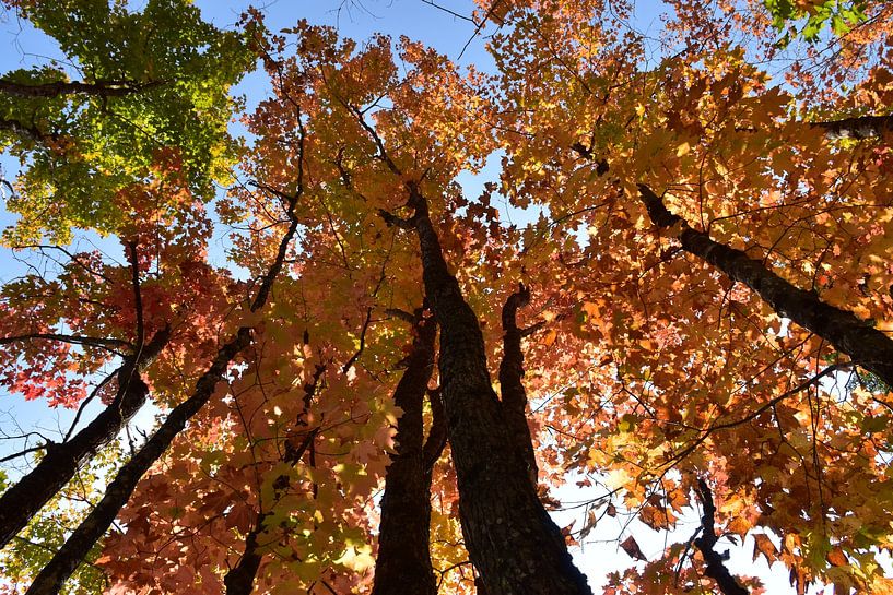 A maple plantation in autumn by Claude Laprise