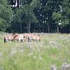 Przewalski-Pferde von ESB-Fotografie