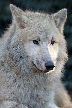 Witte wolf van Edwin Butter