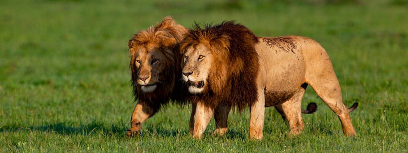 two brothers by Peter Michel