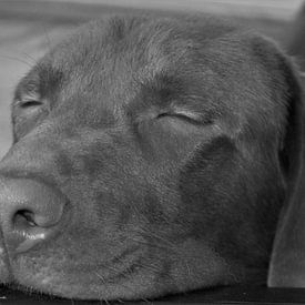 Schlafender Labrador von Melissa Peeters