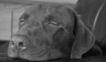 Sleeping labrador by Melissa Peeters