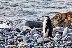 Zügelpinguine in der Antarktis