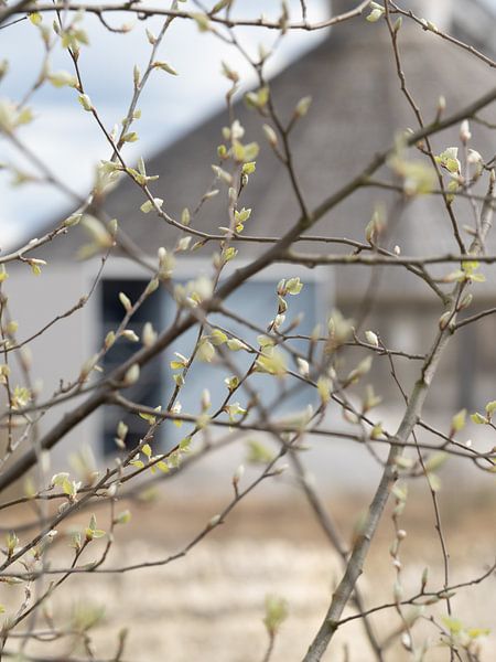 nature in the enci quarry by Helene de Jongh