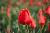 Tulipe rouge