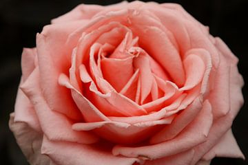 Roze Roos von Stedom Fotografie