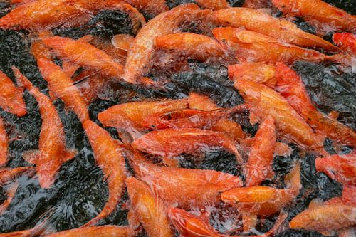 Feloranje karpers in China.