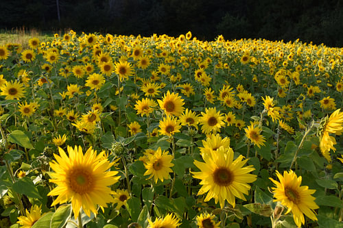 Un champ de fleur de tournesol